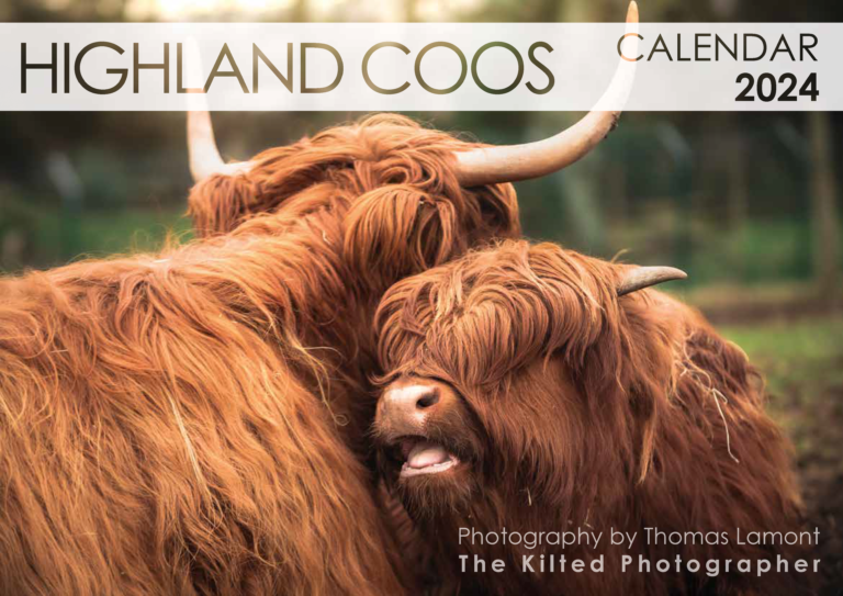 Highland Coos Calendar 2024 The Scottish Banner